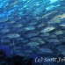 jack_bigeye_dar_h_0048_ecu0817.jpg